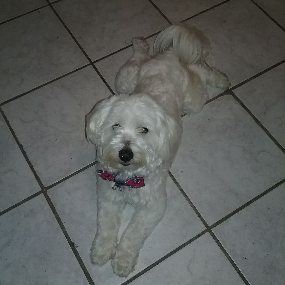 Meet your Posher, Mya